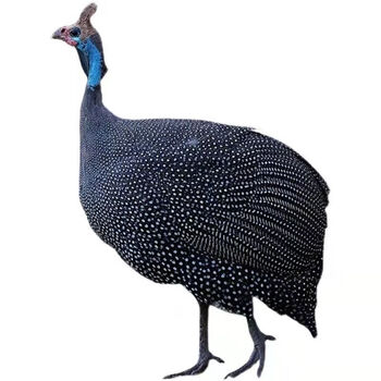 纯种珍珠鸡一斤真珠鸡半斤活禽宠物活体散养山鸡批发包活到家 半斤