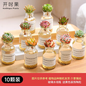 开时果 水培多肉植物盆栽带盆 水培肉肉套餐懒人易养活组合多肉云南直发 10颗装 加享 黄色装饰陶粒