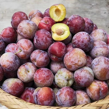 德骊嘉四川脆红李子5斤青红脆李水果脱骨新鲜五月甜清半边红茵红蜂糖