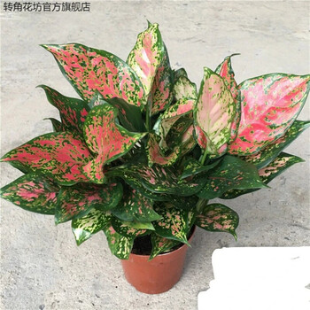 转角花坊如意皇后盆栽吉利红水养水培植物好养室内绿植吉祥花卉植物盆栽如意f 图片价格品牌报价 京东