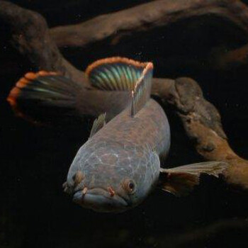 Kjhgf彩虹雷龙鱼淡水大型观赏鱼白甲雷龙冷水鱼凶猛鱼活体热带鱼肉食性精品彩虹雷龙 13 15cm 2条一公一母 图片价格品牌报价 京东