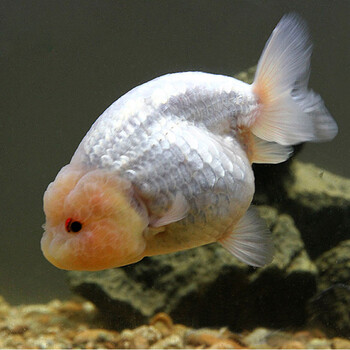 鱼冷水鱼宠物小金鱼狮子头金鱼活体小型观赏鱼 水族活体 精品玉兔寿 5