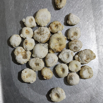 伟博中药材南星集野芋头生禹州制品质保证胆南秧苗新