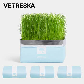 未卡无土猫草x3包装种籽盆栽化毛已种好水培种植猫咪用品猫薄荷草 黑麦猫草*3