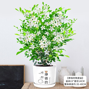 步恋 九里香绿植盆栽花卉树苗植物盆景老桩树桩室内驱蚊草带花浓香 九里香【赚钱的陶瓷盆】 【当年开花】