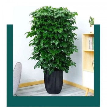 幸福树带原土幸福树盆大型室内客厅大绿植平安树幸福树丛生幸福树80