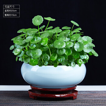铜钱草盆景水培植物好养室内花草水养金钱草四季常青盆栽绿植鱼七秒铜钱草 纯白琉璃釉瓷盆 旋转底座带盆栽好 图片价格品牌报价 京东