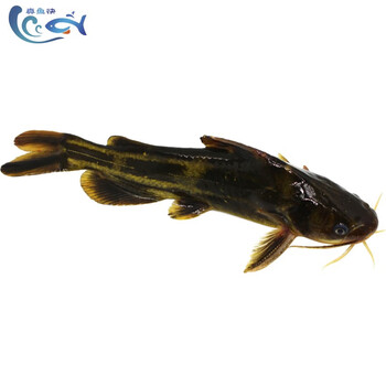 真鱼快 微山湖黄骨鱼昂刺鱼黄辣丁黄刺鱼嘎牙子鱼鲜活鱼现杀 黄骨鱼