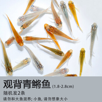 观背青鳉观赏鱼魔法鱼冷水鱼小型锦鲤金鱼淡水鱼好养懒人新手鱼青鳉1 8 2 8厘米随机2条 公母随机 图片价格品牌报价 京东 观背青鳉观赏鱼魔法鱼冷水鱼小型锦鲤金鱼淡水鱼好养懒人新手鱼青鳉1 8 2 8厘米随机2条 公母随机 图片价格品牌报价 京东