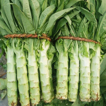 梦芷新鲜莴笋现砍莴苣农家自种新鲜绿色时令蔬菜现摘 莴笋 3斤