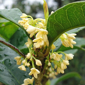 紫兮澜桂花树四季桂花树盆栽嫁接桂花树苗地栽庭院绿植金桂丹桂开花浓香植物日香桂4年苗当年开花 图片价格品牌报价 京东