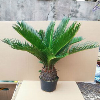 铁树盆栽庭院室内绿植盆栽铁树盆景小苏铁球径9 10厘米苏铁不含盆 图片价格品牌报价 京东