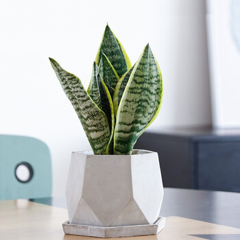 两小时达虎皮兰植物室内盆栽花盆客厅吸甲醛净化空气北欧虎尾兰绿植