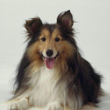 【45天质保】纯种宠物活体苏格兰牧羊犬幼崽活体苏牧 高品质 母