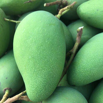 现摘现发生吃芒果青芒果酸芒果新鲜水果小月芽芒削皮器1个小果辣椒盐