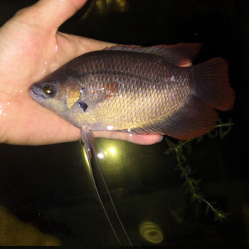 红眼招财鱼大型热带鱼宠物风水发财鱼 红尾战船17-18cm一条顺丰 饲料