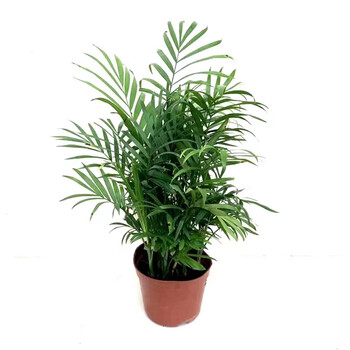 馨音元井 袖珍椰子盆栽室内四季常青好养植物办公室耐阴 耐寒绿植 袖