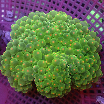 奶嘴海葵荧光绿奶嘴红奶嘴海葵活体珊瑚绿地毯小丑鱼共生海葵软体 橙