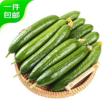 京鲜生 山东荷兰水果黄瓜净重5斤 单果100g+ 健康轻食早餐 源头直发