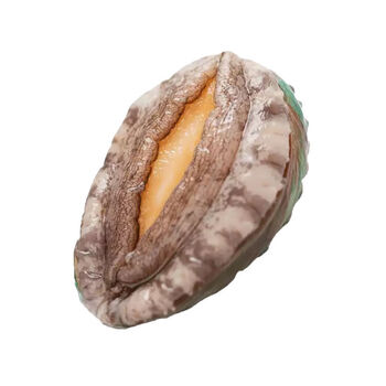 蜜钰鲜新鲜鲍鱼鲜活海鲜水产鲍鱼活体发货佛跳墙加热即食小鲍鱼特大