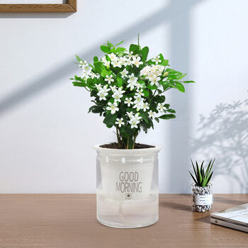 九里香盆栽带花苞浓香四季室内花卉植物七里香树苗千里眼盆景植物当年