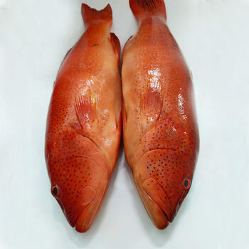 东星斑.燕尾斑.龙趸石斑海鲜鲜活红石斑石斑鱼 1.8-2斤 (一只装)