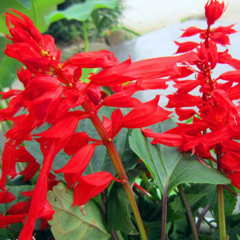 蓝花紫花红花四季播种多年生宿根耐寒花卉景观花花乡古韵红花鼠尾草一斤 图片价格品牌报价 京东