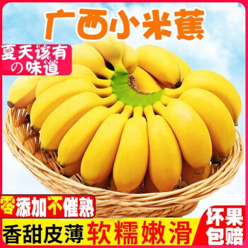 果迎鲜苹果蕉 胖香蕉 广西苹果蕉 新鲜水果 粉蕉 小米蕉 小米蕉9斤