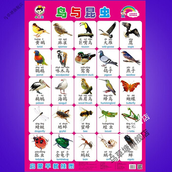 婴幼儿童识图-3画报启蒙早教拼音墙贴看图识字卡片 鸟与语昆虫王国