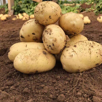 【现货现发】2021土豆新鲜土豆马铃薯洋芋黄心土豆精品土豆批发5斤装