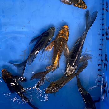 荣郁 古黄金熊猫蝴蝶鲤黑蝴蝶鲤锦鲤鱼球体龙凤球体淡水冷水鱼包活 重