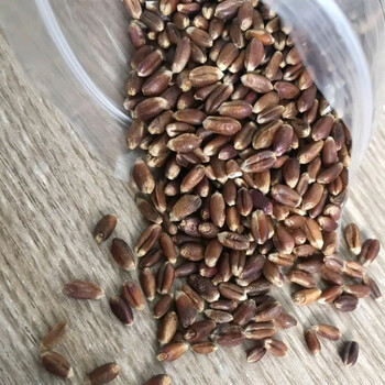 茗仟mingqian种子小麦农科院种子高产山东农科院育矮秆抗倒大穗原种冬