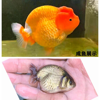 金鱼活体活鱼小尾奶牛精品兰寿金鱼苗冷水三色风水水墨家养水族馆鱼观赏宠物鱼包活 岚黛精品红寿3 4厘米青苗