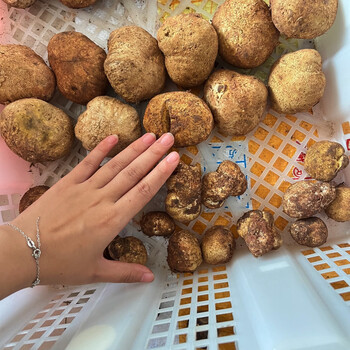 新鲜野生石头菇蘑菇硬皮马勃菌马皮包马屁泡天然菌菇食用新鲜菌子 大