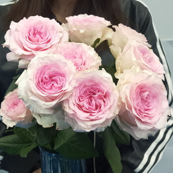 花集配粉色玫瑰洛神8枝 2枝防损每月鲜花云南昆明花材批发花卉办公室家庭花瓶水养鲜切花毕业花束 图片价格品牌报价 京东