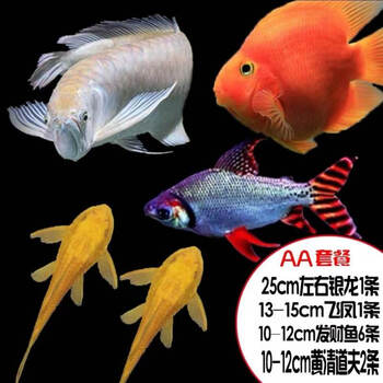 麒麟元宝罗汉黄血鹦鹉地图红尾皇冠财神热带观赏鱼活体水财神 Water Richer 中大型鱼aa套餐 图片价格品牌报价 京东