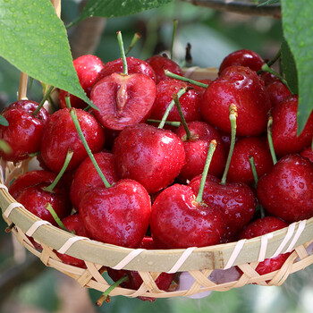 山东樱桃烟台大樱桃当季新鲜水果孕妇国产车厘子现吃现摘整箱发货净重