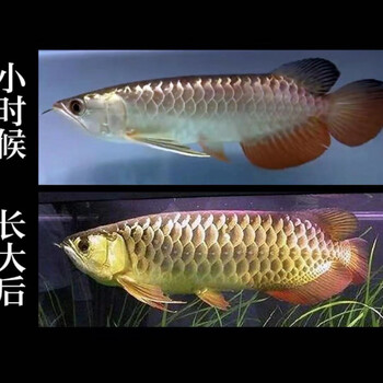 24k金龙鱼活体鱼苗练手金头蓝底高背金龙b级过背金龙热带鱼观赏鱼6月