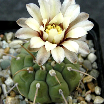 花络阁 实生一本刺 三刺玉可一物一拍 裸萼球属仙人球多肉盆栽 一本刺