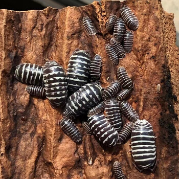 鼠妇活虫宠物潮虫子西瓜虫桌面景观 昆虫爬宠学生物实验观察 斑马5只