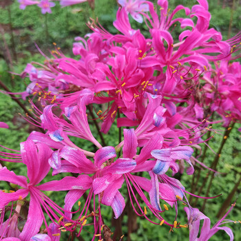 植物 杂交石蒜种球焰火多年生球根花卉室内阳台易养庭院花园 红蓝石蒜