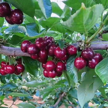 现摘现发礼盒装新鲜大樱桃当季孕妇水果车厘子四季山东大果南方j级