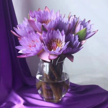 悦希精选紫色睡莲鲜花水培室内办公室绿植AAA优惠价格历史和销量趋势分析