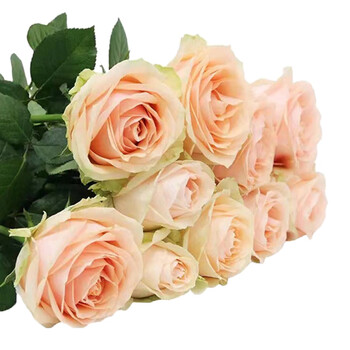 京东鲜花鲜花鲜花速递真花花束毕业季送女友50公分方德玫瑰10枝