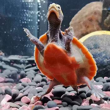 圆澳龟苗活体乌龟深水混养龟蛋龟圆奥成体红腹宠物龟鱼缸清道夫 5到6