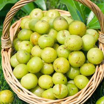 潮汕甜油柑果新鲜当季余甘果商用霸气玉油甘子水果顺丰 【2斤装】新