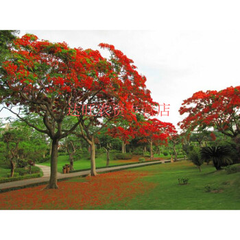 新品耐冻红花楹树苗珍稀名贵凤凰树苗火焰树庭院绿化风景树苗6公分粗