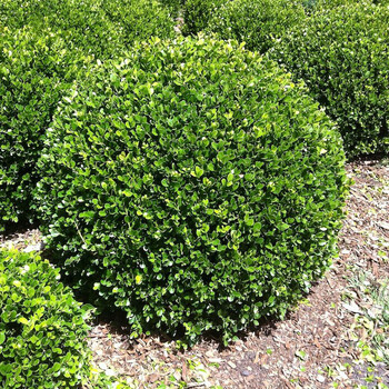黄杨球树苗小叶金黄杨球形树苗庭院绿化瓜子黄杨四季常绿耐寒冬青 黄