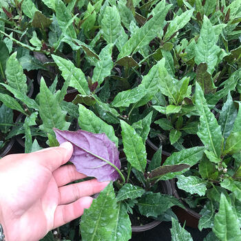 盆栽降糖草白子鸡毛菜新鲜尼基罗 红叶明月草中苗【加仑盆】 不含盆