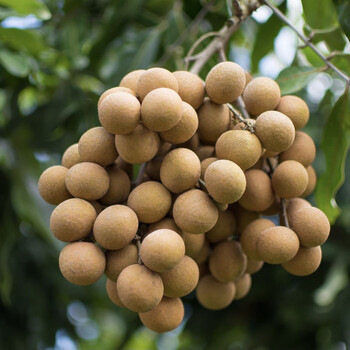 禧利郎龙眼新鲜现货桂圆广东高州石硖储良龙眼当季水果整箱5斤中秋过